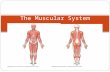 The Muscular System. Do Now: Happy New Year!! Get your Clicker Name as many muscles as you can (anterior & posterior)