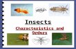 Insects Characteristics and Orders. What You Should Know About Insects …