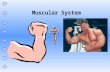 Muscular System. Muscle and Bone Movement Muscular System There 630 active muscles in your body. Muscles are bundles of cells and fibers. Muscles tighten.
