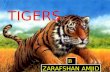 TIGERS By ZARAFSHAN AMJID. Contents Introduction---------------------------------- 02 What is Tiger? ---------------------------------- 03 Kind of tigers.----------------------------------
