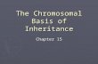 The Chromosomal Basis of Inheritance Chapter 15. New knowledge confirms Mendel’s principles… ► 1890: Cell biologists understand process of meiosis. ►