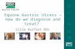 Equine Gastric Ulcers – How do we diagnose and treat? Ellie Burfoot BSc (Hons)