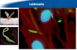 We work with the protozoan parasite Leishmania… Leishmania.