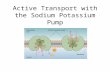 Active Transport with the Sodium Potassium Pump. Review Amphipathic molecules: – Hydrophobic region and hydrophilic region Example: Phospholipids and.