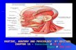 THE AXIAL MUSCLES MARTINI, ANATOMY AND PHYSIOLOGY 9 TH EDITION, CHAPTER 11 - THE AXIAL MUSCLES MARTINI, ANATOMY AND PHYSIOLOGY 9 TH EDITION, CHAPTER 11.
