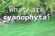 What are cyanophyta؟. Classification Kingdom: Monera (Prokaryotes) Class: Cyanophyceae (Cyanobacteria), (Cyanophyta), (Blue green algae), (Blue green.
