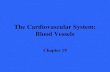 The Cardiovascular System: Blood Vessels Chapter 19.