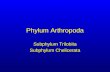 Phylum Arthropoda Subphylum Trilobita Subphylum Chelicerata.