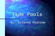 Tide Pools By: Brianna Pearson Description Tide pools are areas on rocks by the ocean that are filled with seawater. Tide pools can be small, shallow.
