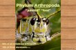 Phylum Arthropoda “jointed” “foot” 80% of all animals are arthropods….. 76% of those are insects….. .
