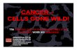 CANCER CANCER – CELLS GONE WILD! Adapted from PPt by Karobi Moitra (Ph.D) NCI Frederick, NIH Cancer Inflammation Program Human Genetics Section Frederick.