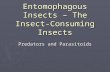 Entomophagous Insects – The Insect-Consuming Insects Predators and Parasitoids.