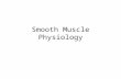 Smooth Muscle Physiology. Muscular System Functions Body movement (Locomotion) Maintenance of posture Respiration –Diaphragm and intercostal contractions.