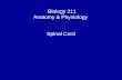 Biology 211 Anatomy & Physiology I Spinal Cord.