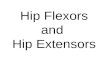Hip Flexors and Hip Extensors. Hip Flexors Muscles that flex the femur at the acetabulofemoral joint –Psoas Major –Iliacus –Rectus Femoris –Sartorius.