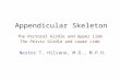 Appendicular Skeleton The Pectoral Girdle and Upper Limb The Pelvic Girdle and Lower Limb Nestor T. Hilvano, M.D., M.P.H.