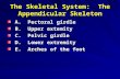 The Skeletal System: The Appendicular Skeleton A. Pectoral girdle A. Pectoral girdle B. Upper extemity B. Upper extemity C. Pelvic girdle C. Pelvic girdle.