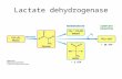 Lactate dehydrogenase + 38 ATP + 2 ATP. How does lactate dehydrogenase perform its catalytic function ?