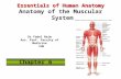 Essentials of Human Anatomy Essentials of Human Anatomy Anatomy of the Muscular System Chapter 6 Dr Fadel Naim Ass. Prof. Faculty of Medicine IUG.