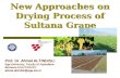 New Approaches on Drying Process of Sultana Grape Prof. Dr. Ahmet ALTINDISLI Ege University, Faculty of Agriculture Bornova-İzmir/TURKEYahmet.altindisli@ege.edu.tr.