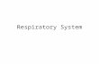 Respiratory System. Inhalation and exhalation Ventilation.