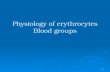 1 Physiology of erythrocytes Blood groups. 2 Blood Cells RBCs, Red blood cells or erythrocytes WBCs, white blood cells or Leukocytes Platelets (thromobocytes)