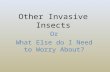 Other Invasive Insects Or What Else do I Need to Worry About?