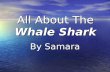 All About The Whale Shark By Samara Table of Contents Where are Whale Sharks found?4 What do Whale Shark s look like?6 How did the Whale Shark get.