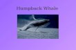 Humpback Whale. Species Profile Kingdom: Animalia Phylum: Chordata Class: Mammalia Order: Cetacea Family: Balaenopteridae Genius: Megaptera Species: Novaeangliae.