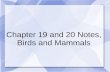 Chapter 19 and 20 Notes, Birds and Mammals. Characteristics of Class Aves Forelimbs designed for flight in most birds. Epidermis is covered in feathers,