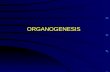 ORGANOGENESIS. Organogenesis - general Organs and Organogenesis 1.Uniqueness a. Origin - germ layer(s) b. Position c. Structure d. Function 2. Organ primordia.