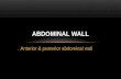Anterior & posterior abdominal wall. ABDOMINAL WALL.