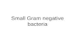 Small Gram negative bacteria. Brucella Small Gram negative, coccobacilli Non-motile, aerobic, non-fermentative Obligate intracellular Oxidase and catalase.