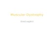 Muscular Dystrophy Omid yaghini. Congenital Muscular Dystrophy Presentation: neonatal onset of severe weakness, delayed motor milestones, contractures.