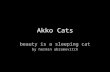 Akko Cats beauty is a sleeping cat by hermin abramovitch.