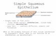 Simple Squamous Epithelium Single layer of flat cells – lines blood vessels (endothelium), closed body cavities (mesothelium) – very thin --- controls.