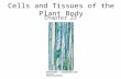 Cells and Tissues of the Plant Body Chapter 23. Origin of Primary Tissues Primary growth- formation of primary tissues. –Primary plant body.