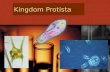 Kingdom Protista. Is considered to be the “junk drawer” kingdom since it’s very diverse. All are eukaryotes (with nuclei) that live in moist surroundings.