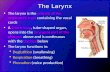 The Larynx The larynx is the portion of the respiratory tract containing the vocal cords A 2-inch-long, tube-shaped organ, opens into the laryngeal part.