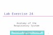 1 Lab Exercise 24 Anatomy of the Respiratory System Portland Community College BI 233.