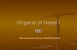 Organs of head I 陳建榮 chenjr/index.htm.