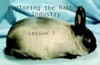 Exploring the Rabbit Industry Lesson 7. Interest Approach What are 2 different types of rabbit breeds? What is the purpose of rabbits in today’s world?