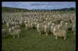 SHEEP MANAGEMENT AND PRODUCTION. History of Merino sheep in Australia.