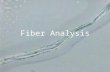 Fiber Analysis. Introduction to Fibers ■ Trace evidence ■ Class evidence ■ Direct transfer: suspect ←→ victim ■ Secondary transfer: source → suspect →