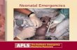 Neonatal Emergencies. Objectives Relate the history of resuscitation. Outline the sequence of care in the resuscitation of a newborn. Describe the difference.