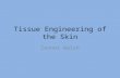 Tissue Engineering of the Skin Connor Walsh. The Skin The skin is the largest organ in the human body. It consists of about ten percent of our body mass.