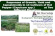 Responses of Growth, Yield and Capsaicinoids in 14 Cultivars of Hot Pepper (Capcicum spp.) at Two Different Elevations Bhalang Suriharn Sungcom Techawongstien.