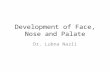 Development of Face, Nose and Palate Dr. Lubna Nazli.