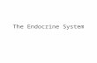 The Endocrine System. Endocrine System The Endocrine System consists of an organization of glands, each that secrete different kinds of hormones into.