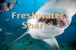 There exists freshwater sharks which are capable of surviving in fresh water lakes and rivers. These sharks are; 1. The Bull Shark ( Carcharhinus.